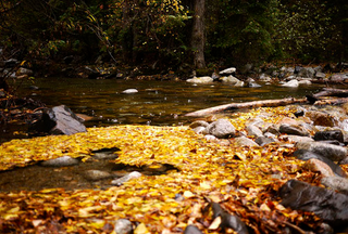 Illustration for article titled Shooting Challenge Fall Leaves Gallery 4